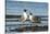 View of Laughing Gull Standing in Water-Gary Carter-Stretched Canvas