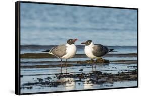 View of Laughing Gull Standing in Water-Gary Carter-Framed Stretched Canvas