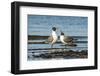 View of Laughing Gull Standing in Water-Gary Carter-Framed Premium Photographic Print