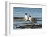 View of Laughing Gull Standing in Water-Gary Carter-Framed Premium Photographic Print