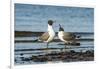 View of Laughing Gull Standing in Water-Gary Carter-Framed Photographic Print