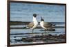 View of Laughing Gull Standing in Water-Gary Carter-Framed Photographic Print