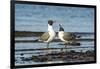 View of Laughing Gull Standing in Water-Gary Carter-Framed Photographic Print