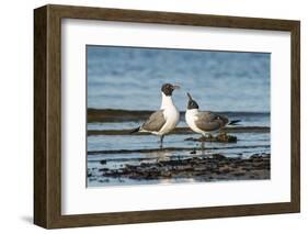 View of Laughing Gull Standing in Water-Gary Carter-Framed Photographic Print