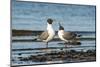 View of Laughing Gull Standing in Water-Gary Carter-Mounted Photographic Print