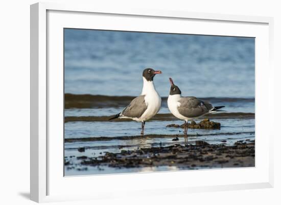 View of Laughing Gull Standing in Water-Gary Carter-Framed Photographic Print