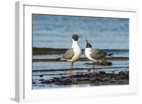 View of Laughing Gull Standing in Water-Gary Carter-Framed Photographic Print