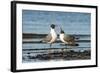 View of Laughing Gull Standing in Water-Gary Carter-Framed Photographic Print