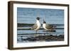 View of Laughing Gull Standing in Water-Gary Carter-Framed Photographic Print