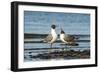 View of Laughing Gull Standing in Water-Gary Carter-Framed Photographic Print