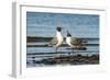 View of Laughing Gull Standing in Water-Gary Carter-Framed Photographic Print