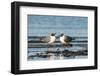 View of Laughing Gull Standing in Water-Gary Carter-Framed Photographic Print