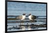 View of Laughing Gull Standing in Water-Gary Carter-Framed Photographic Print