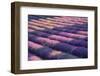 View of lavender field, Provence, France-Panoramic Images-Framed Photographic Print