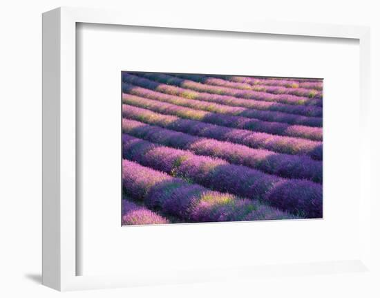 View of lavender field, Provence, France-Panoramic Images-Framed Photographic Print