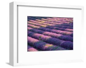 View of lavender field, Provence, France-Panoramic Images-Framed Photographic Print