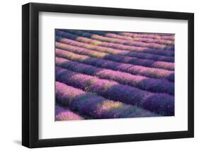 View of lavender field, Provence, France-Panoramic Images-Framed Photographic Print