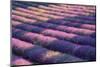 View of lavender field, Provence, France-Panoramic Images-Mounted Photographic Print