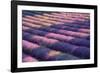 View of lavender field, Provence, France-Panoramic Images-Framed Photographic Print