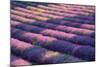 View of lavender field, Provence, France-Panoramic Images-Mounted Photographic Print