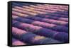 View of lavender field, Provence, France-Panoramic Images-Framed Stretched Canvas