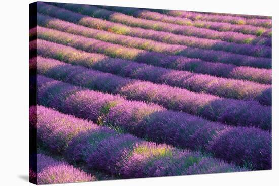View of lavender field, Provence, France-Panoramic Images-Stretched Canvas