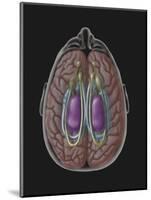 View of Limbic System as Seen from Directly Above the Head-null-Mounted Art Print