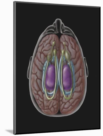 View of Limbic System as Seen from Directly Above the Head-null-Mounted Art Print