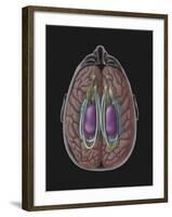 View of Limbic System as Seen from Directly Above the Head-null-Framed Art Print