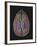 View of Limbic System as Seen from Directly Above the Head-null-Framed Art Print