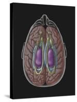 View of Limbic System as Seen from Directly Above the Head-null-Stretched Canvas