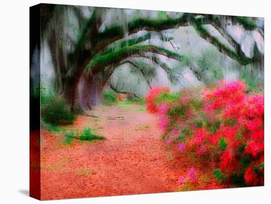 View of Live Oaks and Azaleas, Magnolia Plantation, Charleston, South Carolina-Adam Jones-Stretched Canvas