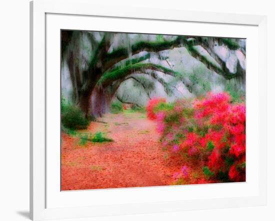 View of Live Oaks and Azaleas, Magnolia Plantation, Charleston, South Carolina-Adam Jones-Framed Photographic Print