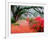 View of Live Oaks and Azaleas, Magnolia Plantation, Charleston, South Carolina-Adam Jones-Framed Photographic Print