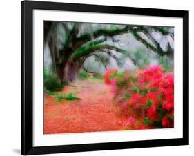 View of Live Oaks and Azaleas, Magnolia Plantation, Charleston, South Carolina-Adam Jones-Framed Photographic Print