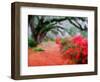 View of Live Oaks and Azaleas, Magnolia Plantation, Charleston, South Carolina-Adam Jones-Framed Photographic Print