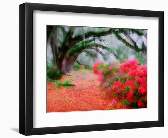 View of Live Oaks and Azaleas, Magnolia Plantation, Charleston, South Carolina-Adam Jones-Framed Photographic Print