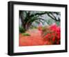 View of Live Oaks and Azaleas, Magnolia Plantation, Charleston, South Carolina-Adam Jones-Framed Photographic Print