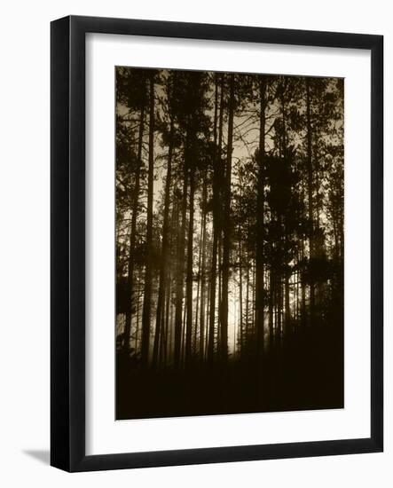 View of Lodgepole Pine Trees at Sunrise, Grand Teton National Park, Wyoming, USA-Scott T. Smith-Framed Photographic Print