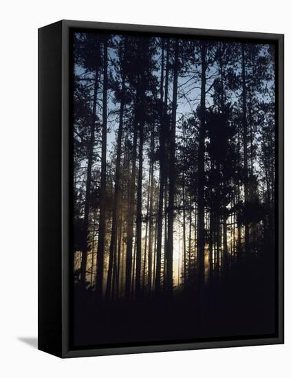 View of Lodgepole Pine Trees at Sunrise, Grand Teton National Park, Wyoming, USA-Scott T. Smith-Framed Stretched Canvas