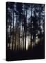 View of Lodgepole Pine Trees at Sunrise, Grand Teton National Park, Wyoming, USA-Scott T. Smith-Stretched Canvas