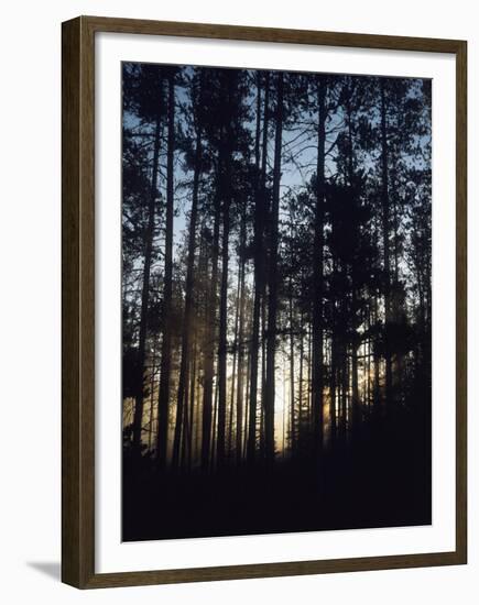 View of Lodgepole Pine Trees at Sunrise, Grand Teton National Park, Wyoming, USA-Scott T. Smith-Framed Premium Photographic Print