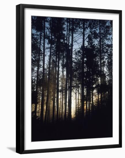 View of Lodgepole Pine Trees at Sunrise, Grand Teton National Park, Wyoming, USA-Scott T. Smith-Framed Premium Photographic Print