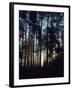 View of Lodgepole Pine Trees at Sunrise, Grand Teton National Park, Wyoming, USA-Scott T. Smith-Framed Premium Photographic Print