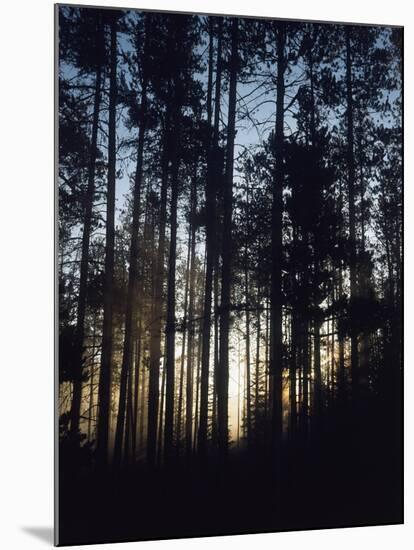 View of Lodgepole Pine Trees at Sunrise, Grand Teton National Park, Wyoming, USA-Scott T. Smith-Mounted Premium Photographic Print