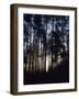 View of Lodgepole Pine Trees at Sunrise, Grand Teton National Park, Wyoming, USA-Scott T. Smith-Framed Photographic Print