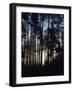 View of Lodgepole Pine Trees at Sunrise, Grand Teton National Park, Wyoming, USA-Scott T. Smith-Framed Photographic Print