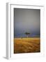 View of lone tree in grassland habitat with stormclouds, Ol Pejeta Conservancy, Kenya-Ben Sadd-Framed Photographic Print