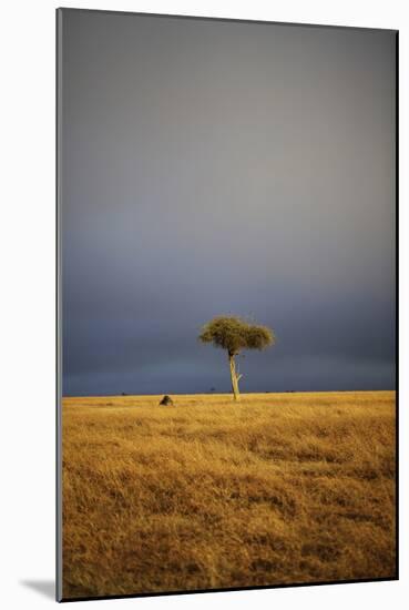 View of lone tree in grassland habitat with stormclouds, Ol Pejeta Conservancy, Kenya-Ben Sadd-Mounted Photographic Print