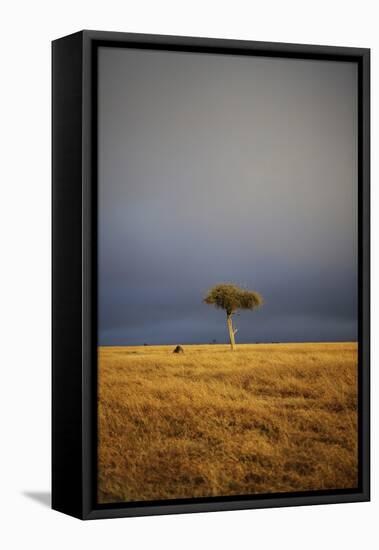 View of lone tree in grassland habitat with stormclouds, Ol Pejeta Conservancy, Kenya-Ben Sadd-Framed Stretched Canvas